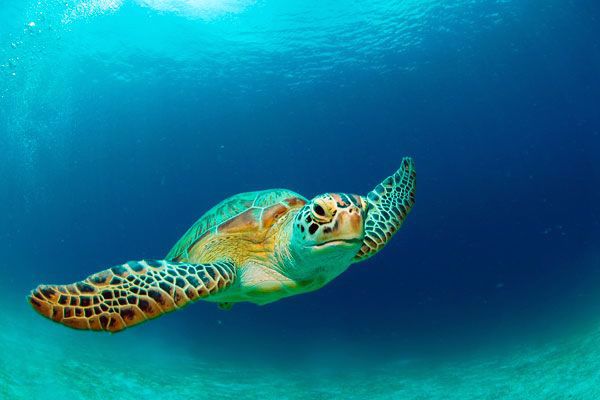 Discover the undersea world