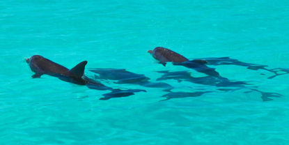 Picture of Dolphin Watch and Snorkel Combo